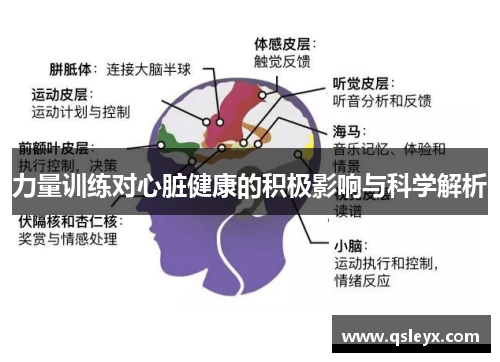 力量训练对心脏健康的积极影响与科学解析